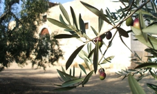 Puglia visita di 2 ore in frantoio con degustazione di olio extravergine di oliva