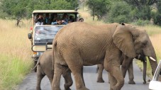 Safari nel parco nazionale di Pilanesberg