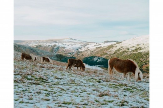 Trekking di due ore a cavallo nella neve – Emilia Romagna