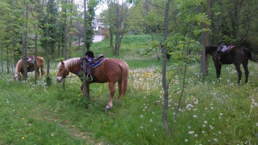 Passeggiata a Cavallo 2 ore a Vibo Valentia