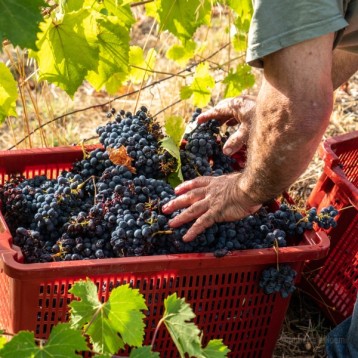 Degustazione di vino al Castello di Corbara