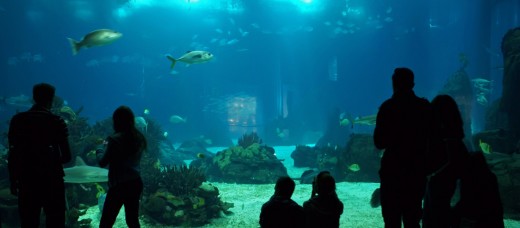 Tour combinato di Lisbona Sightseeing Hop-On Hop-Off con Oceanarium