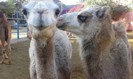 Jeep excursion and camel riding in Gran Canaria