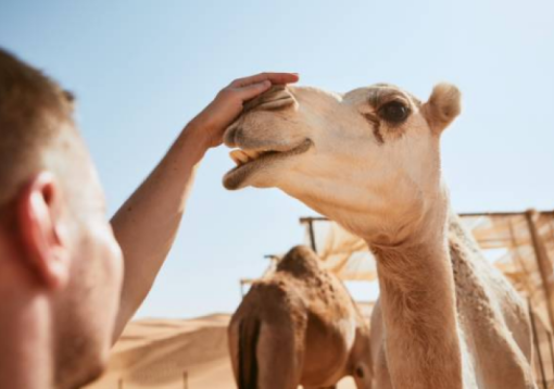 Tour di una intera giornata alle sabbie di Wahiba