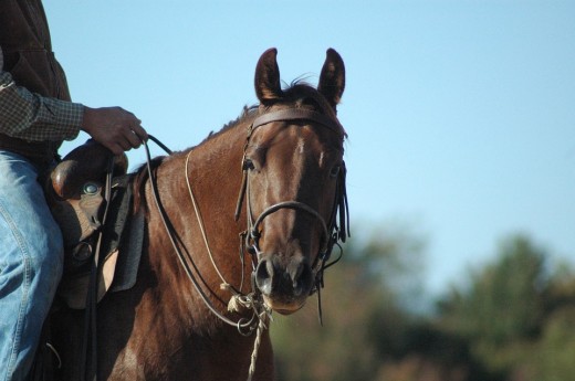 Passeggiata a Cavallo 1 ora vicino a Ferrara