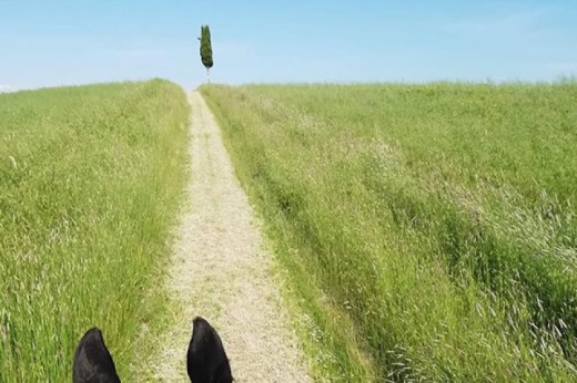 Passeggiata A Cavallo Pescara 