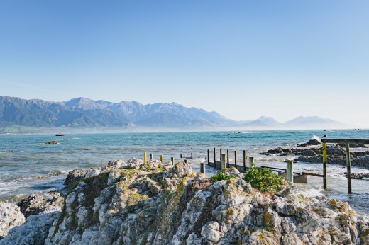 Gita di un giorno o trasferimento da Christchurch a Kaikoura