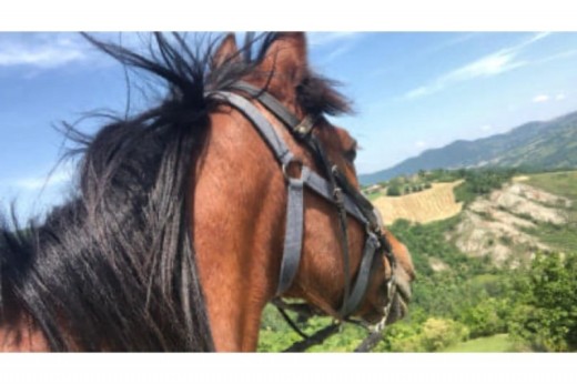 Passeggiata a Cavallo per 2 a Novara