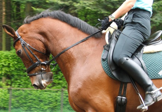 Passeggiata a Cavallo per 2 a Pistoia