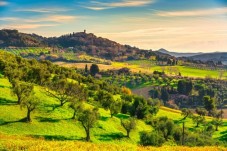 Visita a San Miniato (TO) con caccia al tartufo e pranzo leggero a base di tartufo