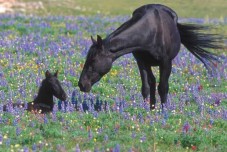 Passeggiata a cavallo in Alto Adige per due 