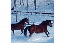 Trekking di due ore a cavallo nella neve – Emilia Romagna