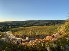 Degustazione di vino al Castello di Corbara