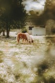 Passeggiata a Cavallo per 2 Reggio Calabria