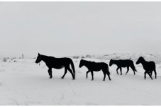 Trekking di due ore a cavallo nella neve – Emilia Romagna