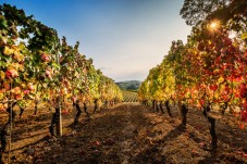 Pic Nic in vigna nelle Langhe