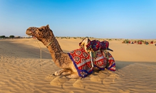 Bedouin morning safari from Dubai