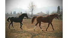 Passeggiata a cavallo nel verde di Benevento