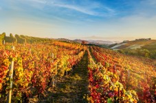 Pic Nic in vigna nelle Langhe