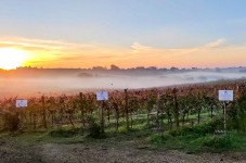 Degustazione nel primo labirinto di vite in Italia