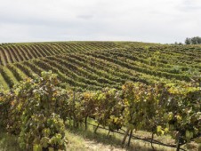 Tour delle cantine di Torres, Montserrat e Sitges da Barcellona