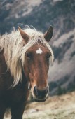 Passeggiata a cavallo tra le colline di Como