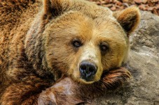 Guided Bear and Wolf Sanctuary Tour with Transport from Budapest