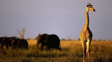 Safari di 4 Giorni All-Inclusive al Parco Kruger