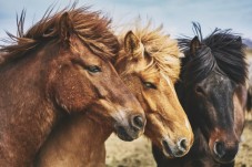 Passeggiata a cavallo nel verde di Benevento