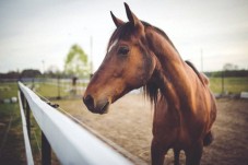 Passeggiata a Cavallo per 2 a Campobasso