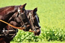 Passeggiata a Cavallo 1 ora vicino a Catania