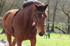 Passeggiata a cavallo nel verde di Benevento