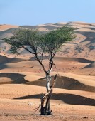 Tour di una intera giornata alle sabbie di Wahiba