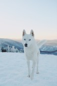 Esperienza su slitta trainata da Husky