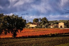 Degustazione di vino con vista presso Perticaia