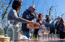 Tour della cantina e dell'olivo di Maiorca con degustazione di vini