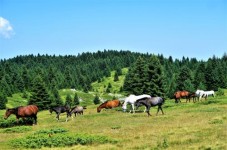 Passeggiata a Cavallo per 2 a Brindisi