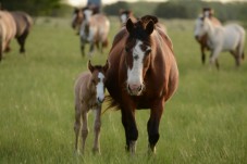 Passeggiata a cavallo nel Parco delle Foreste Casentinesi