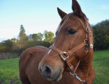 Passeggiata a Cavallo per 2 Pordenone