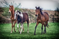 Passeggiata a Cavallo per 2 a Frosinone