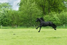 Passeggiata a Cavallo per 2 a Campobasso