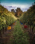 Degustazione di Vino iconica presso Pietro Cassina