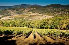 Degustazione di vino in Villa Storica Fiorentina